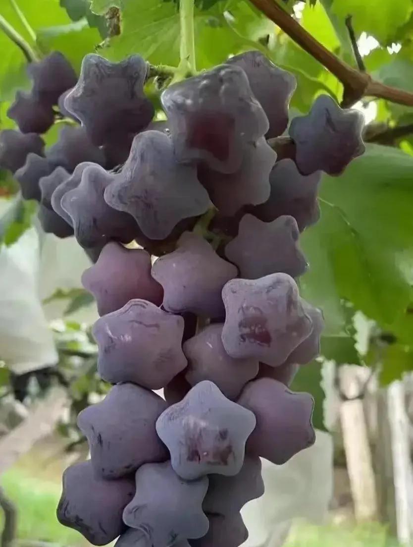 垃圾焚烧炉 第1748页