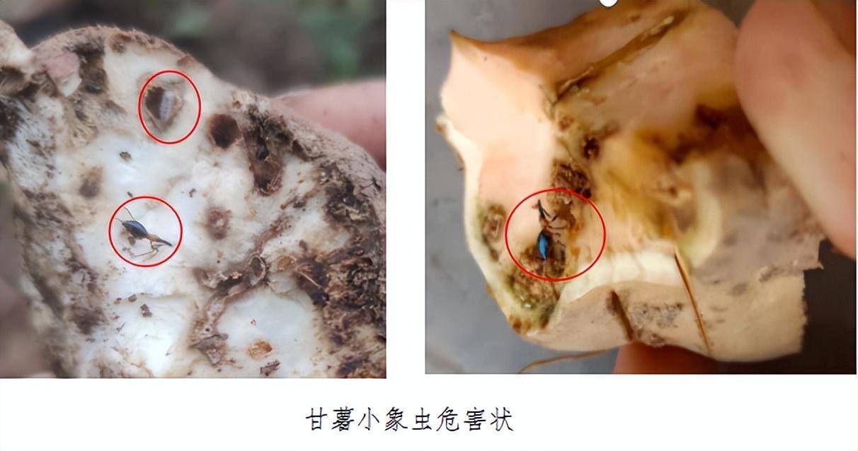 8.9万亩甘薯遭遇小象甲虫害侵袭，应对之道
