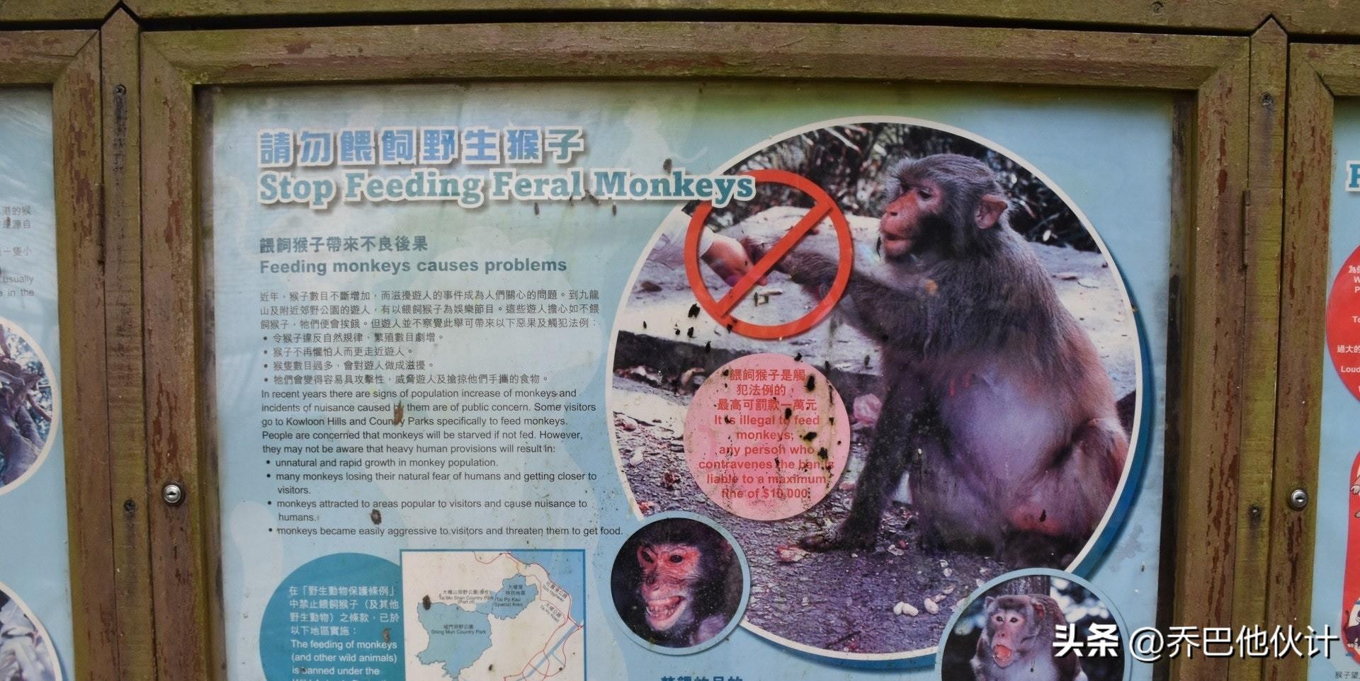 香港动植物公园猴子生死启示，逆境中的成长与失去