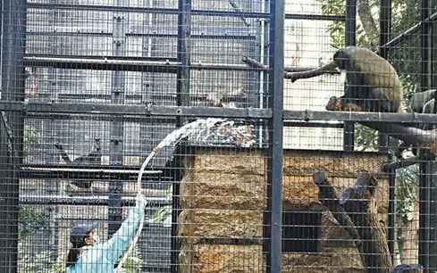 香港动植物公园猴子悲剧的背后，探寻死亡原因与启示