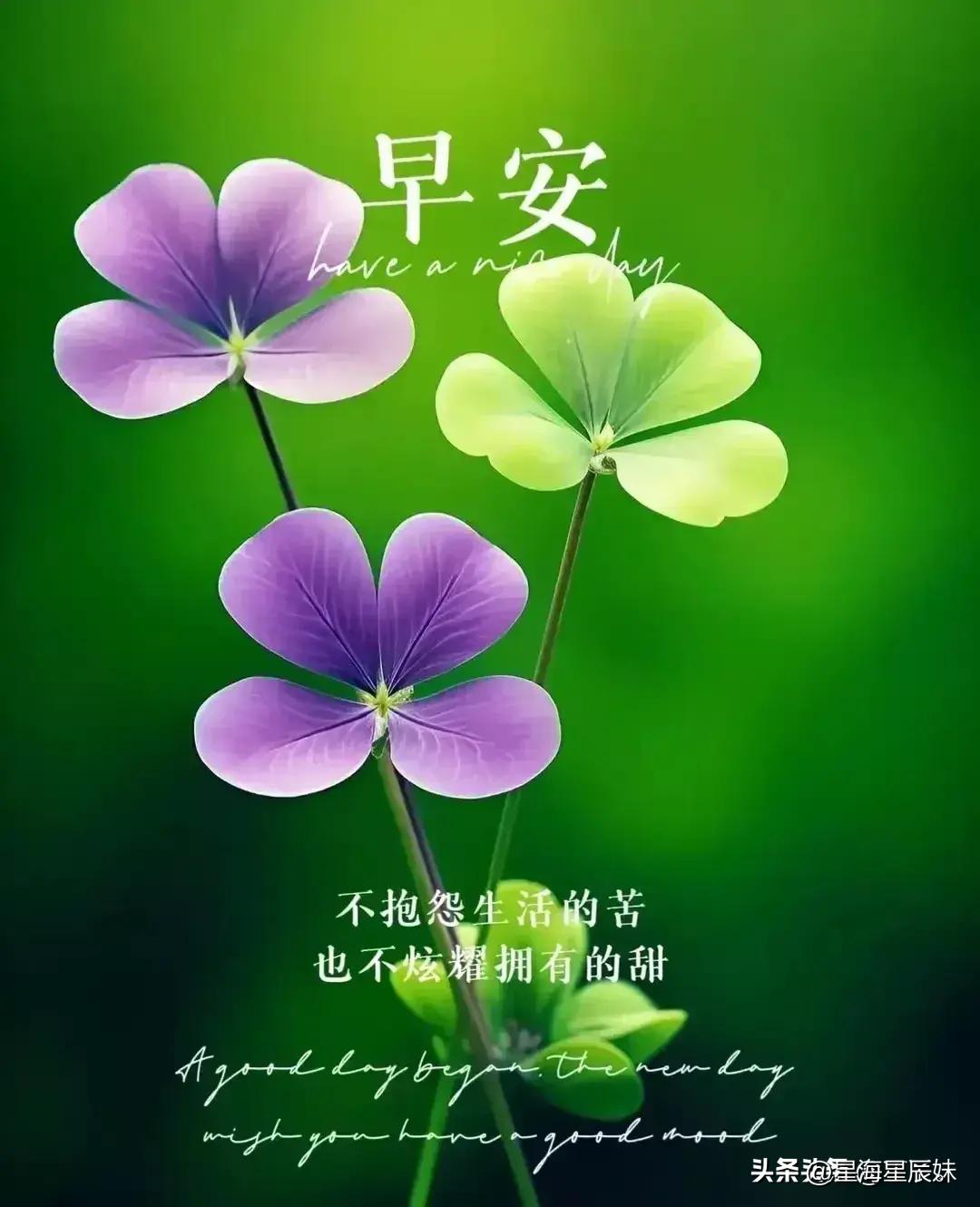 2024年天天彩资料免费大全，最新正品解答落实_app16.60.56