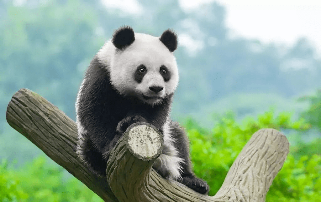 大熊猫七仔的绿围脖故事，时尚潮流背后的自然传奇