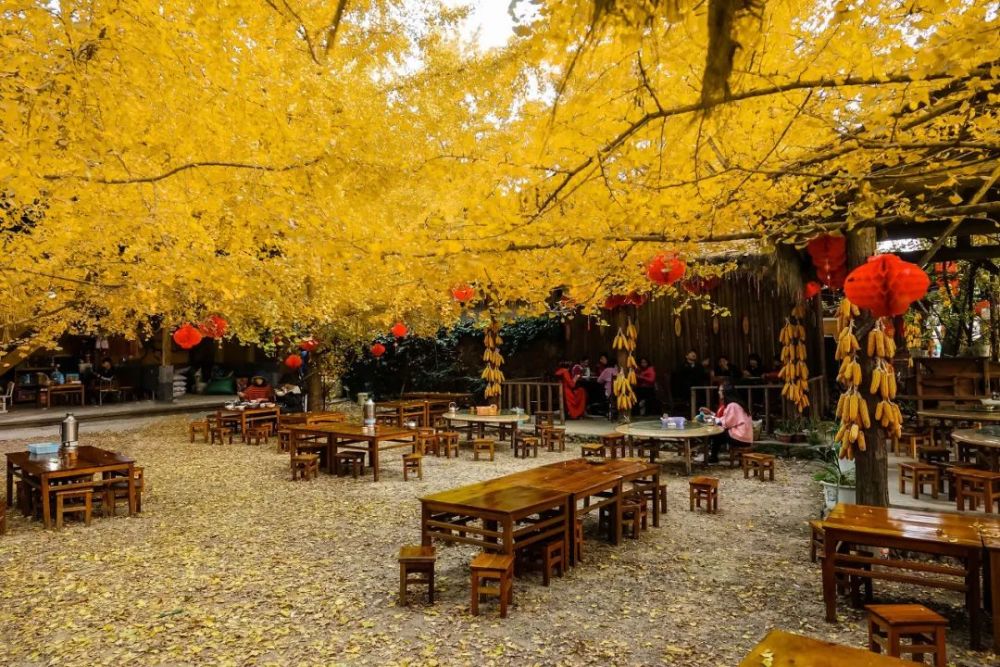 秋意渐浓，赏秋季的小巷秘密小店