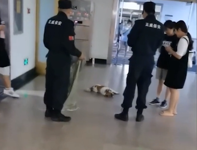 高校保安打死幼犬事件引发关注，逆境中的力量与成长之声