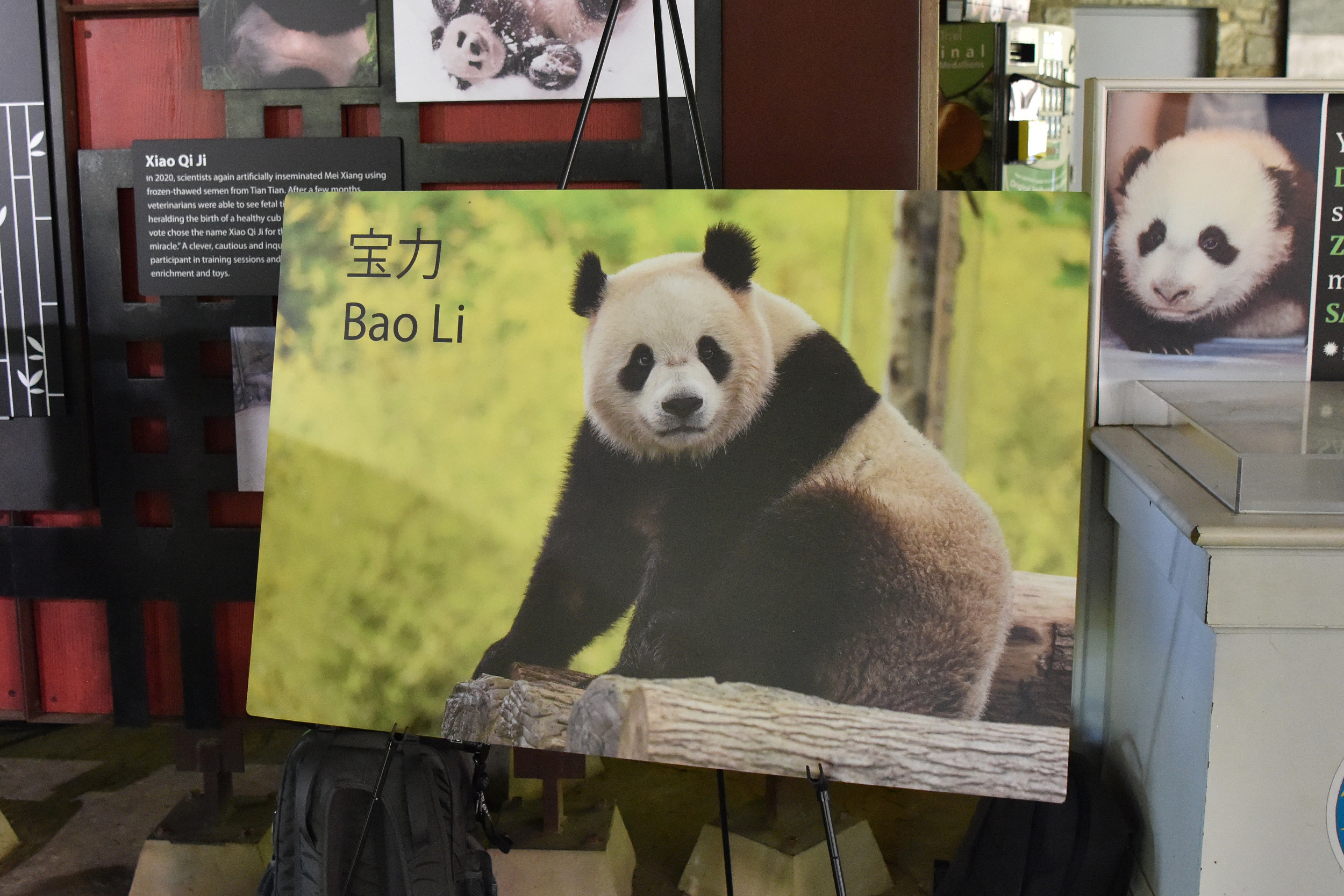 大熊猫宝力青宝赴美之旅，详细步骤指南（初学者与进阶用户通用）