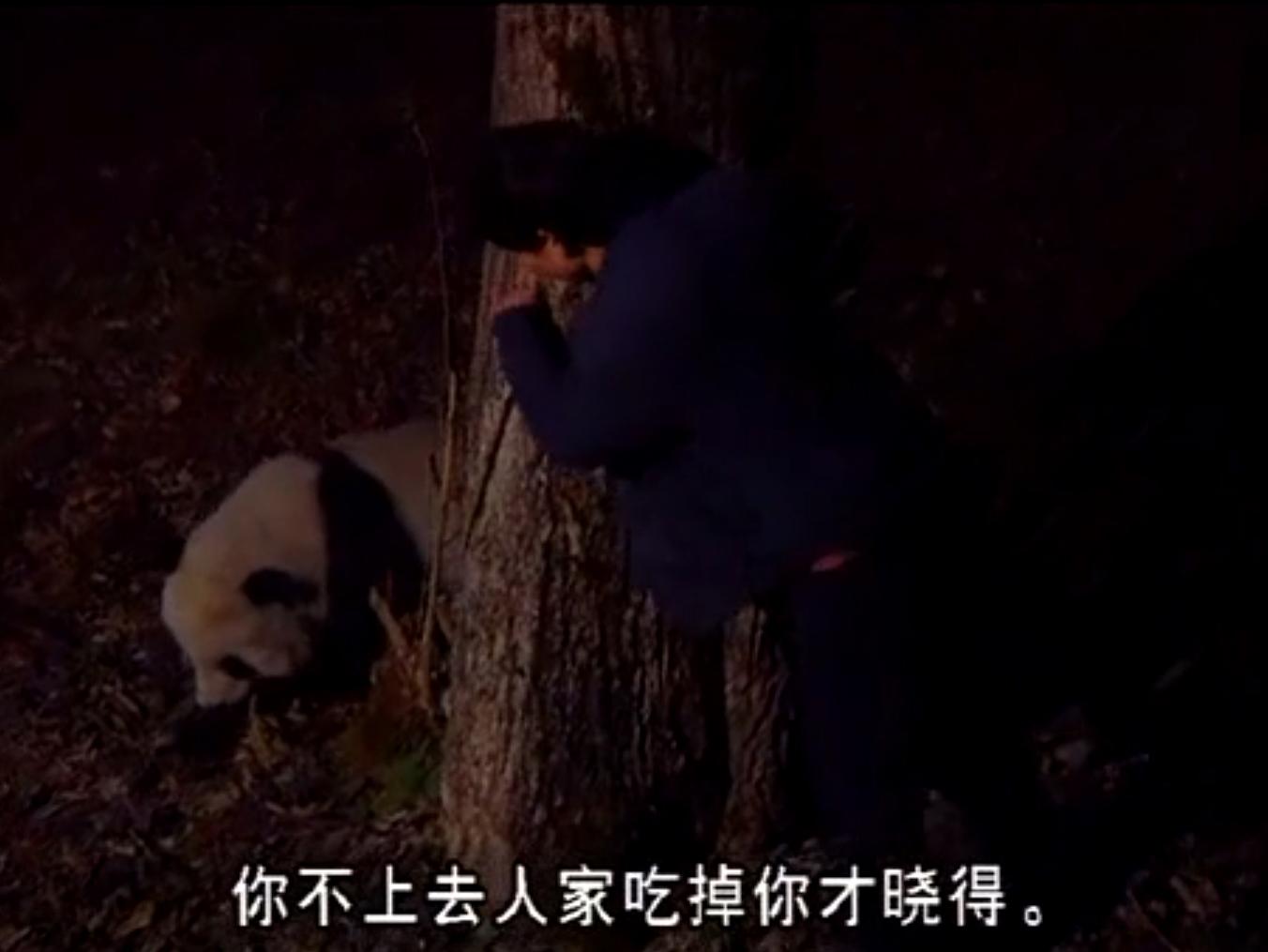 『小红书』分享，大熊猫树上彻夜思考，探寻熊生意义