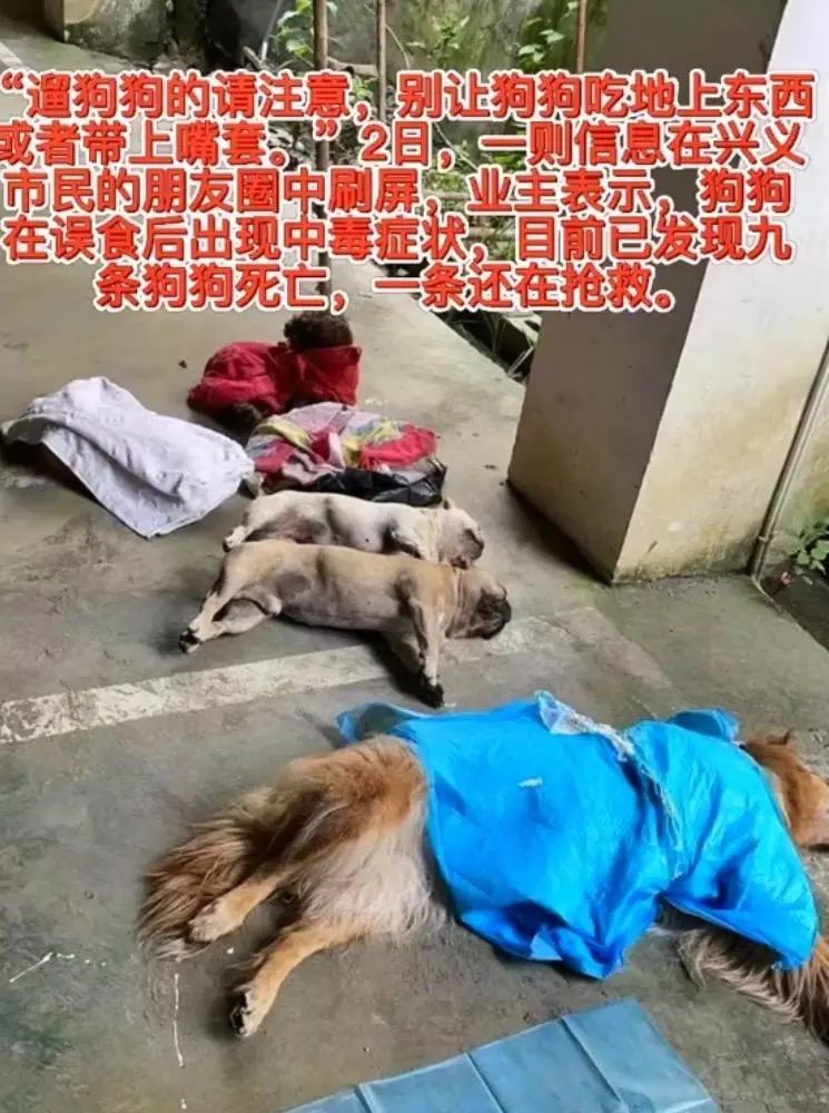 贵州小区宠物狗集体中毒悲剧，变化中的挑战与自信的重生之路