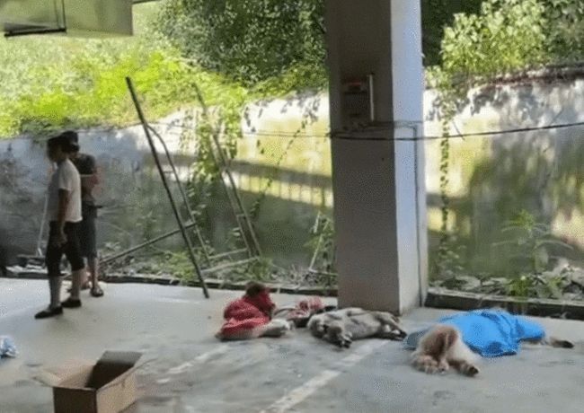 重生之路（或挑战与自信的重生）