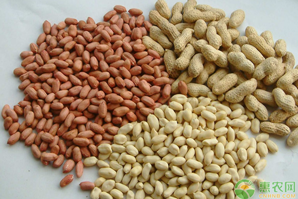 科技引领未来，最新花生米价格行情尽在掌握