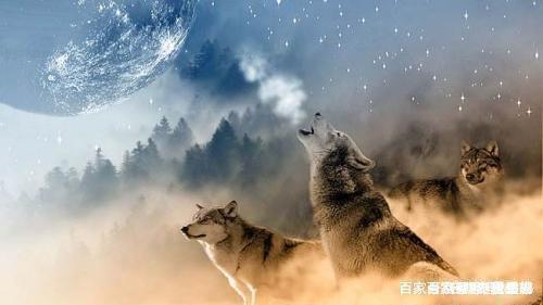 七次狼最新蜕变之路，自信与成就感的魔法之旅
