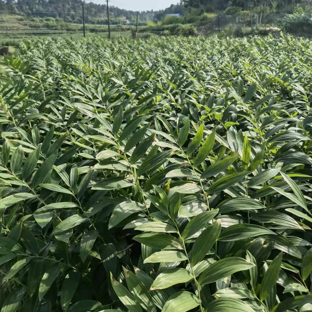 玉竹价格最新行情动态更新📉🎉
