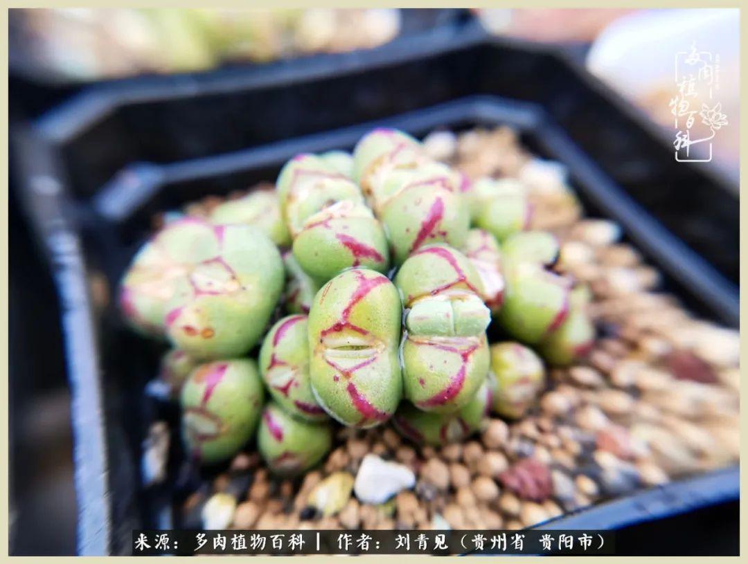 TVB最新电视剧，自然美景的治愈之旅，探寻内心宁静的启程