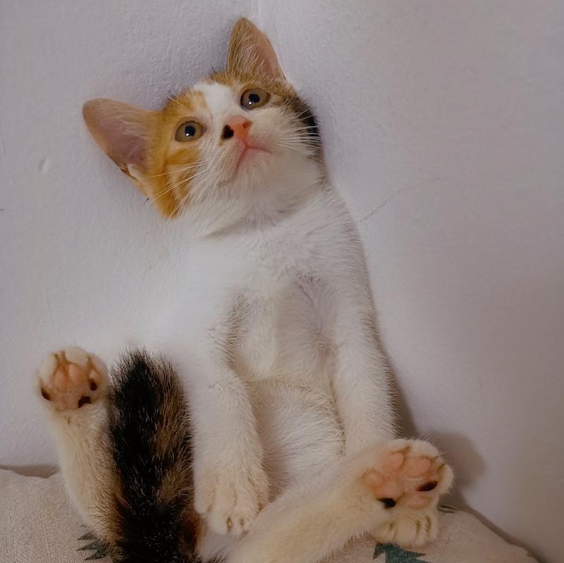 探索猫咪世界，最新版指南及三大要点揭秘