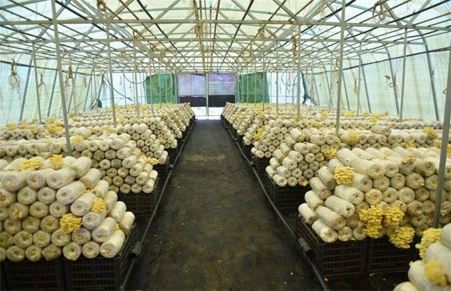 濮阳最新限号措施，影响、原因与应对策略详解