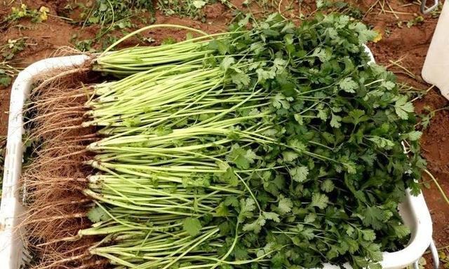 香菜价格最新行情及分析