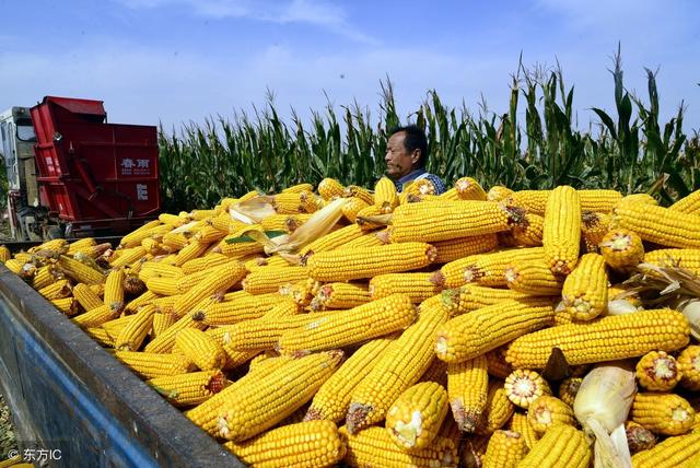 伊犁玉米行情今日更新，最新动态与分析