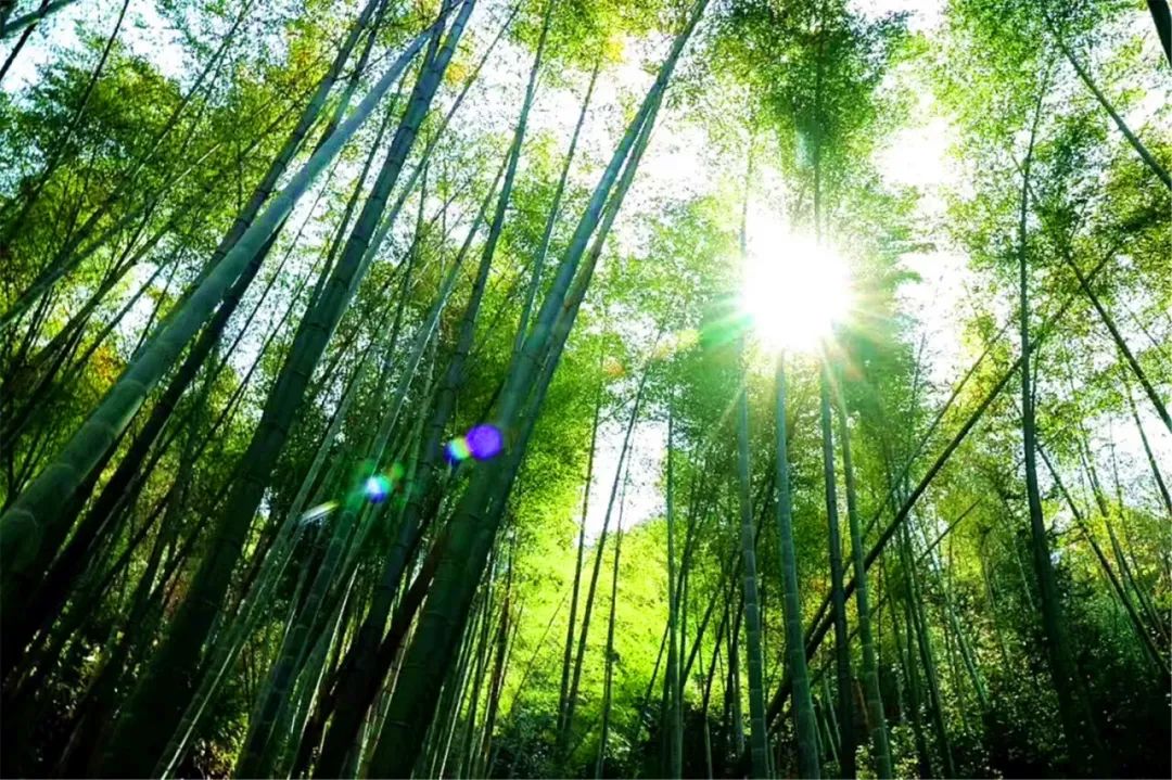 假日丽城最新动态揭秘，探索自然美景之旅，寻找内心平和之地