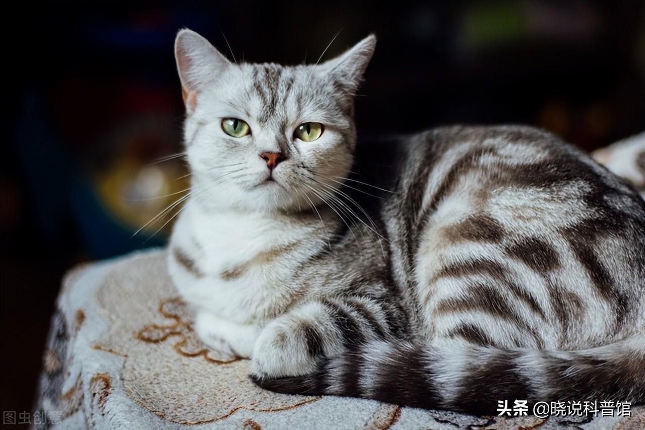 猫咪大战争最新版下载，一场学习与成长的奇妙冒险之旅