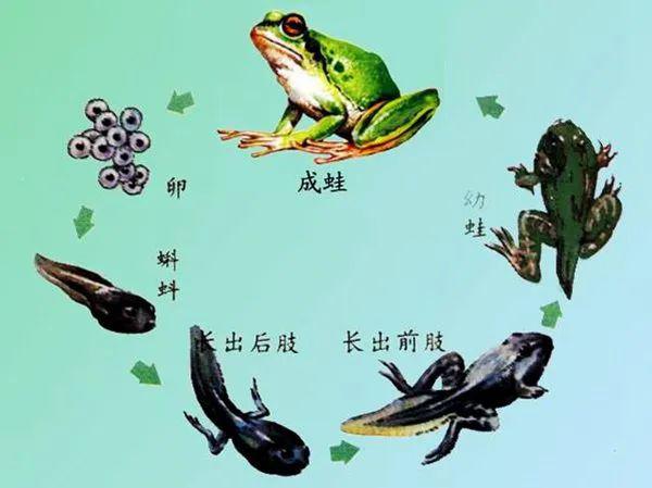 蝌蚪网回溯历程，探寻最新地址及发展历程