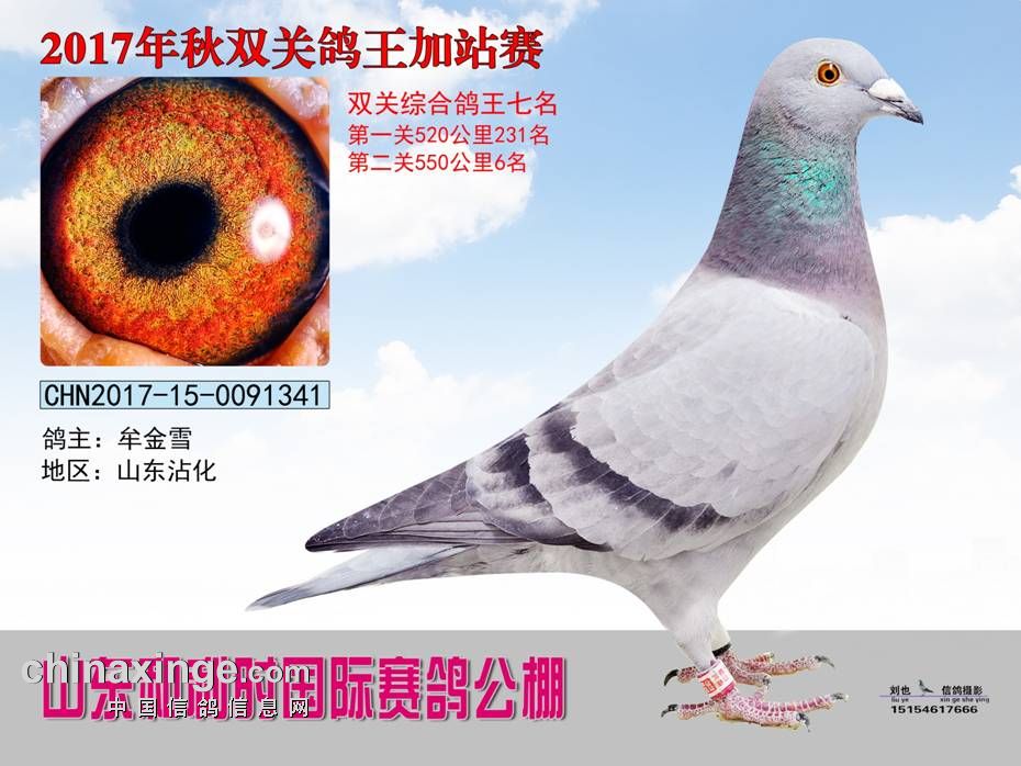 中卫赛鸽公棚最新公告，观点分析与立场阐述全解析