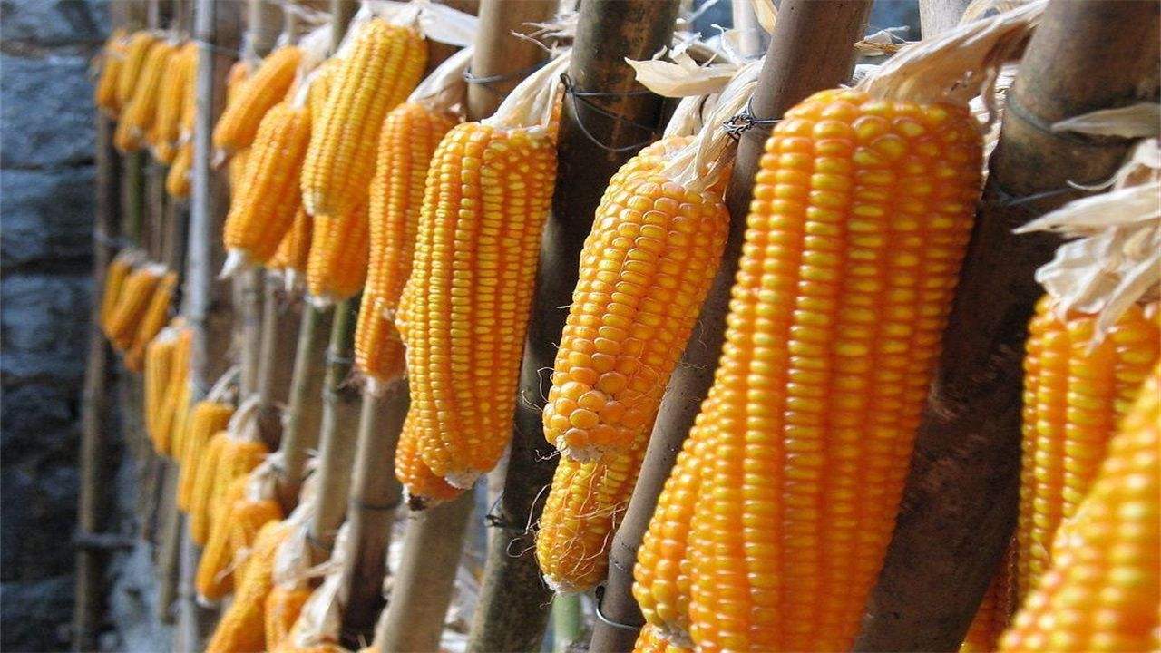 河北玉米最新行情探索，巷弄深处的玉米宝藏揭秘