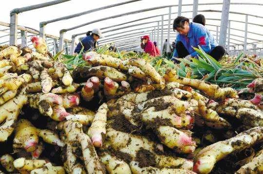 大葱价格最新行情走势分析与预测