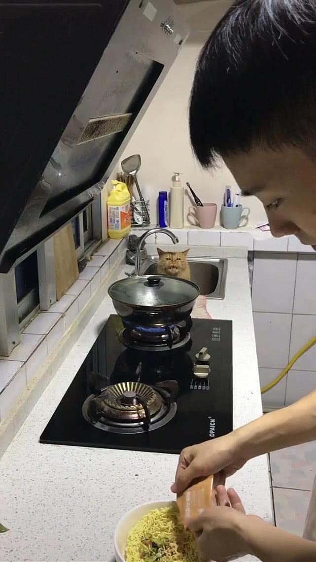猫咪最新动态，温馨日常趣事分享