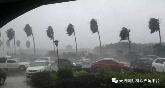 台风深圳最新消息与巷弄深处的特色小店探秘揭秘
