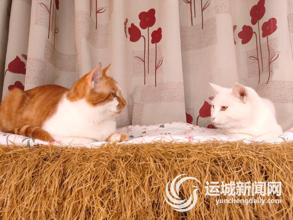 寻找爱猫的温馨家园，最新猫咪地址大揭秘