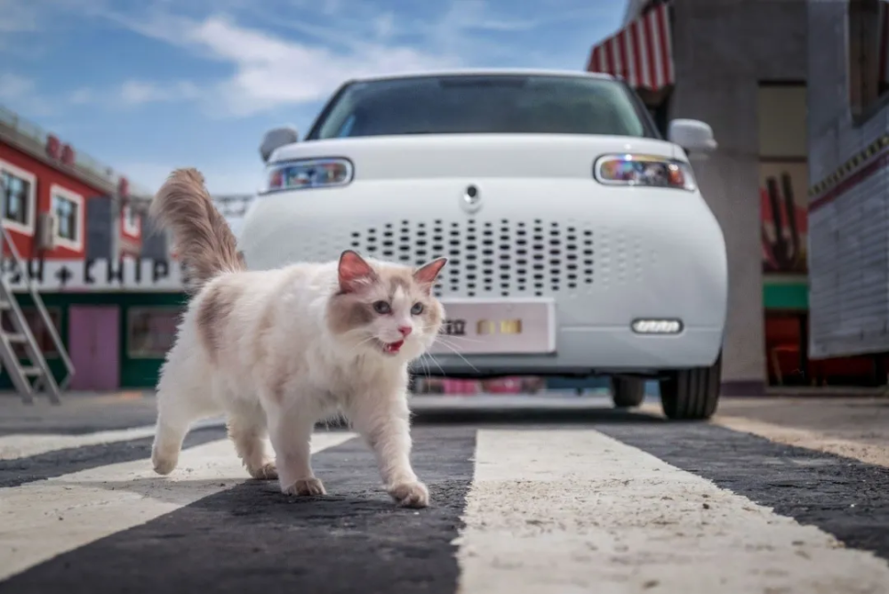 猫途最新址,猫途最新址，探寻猫咪的新天地
