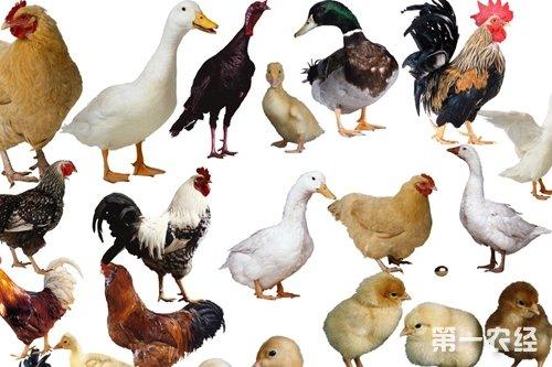 最新家禽规定详解与分析，政策解读与家禽行业动态关注