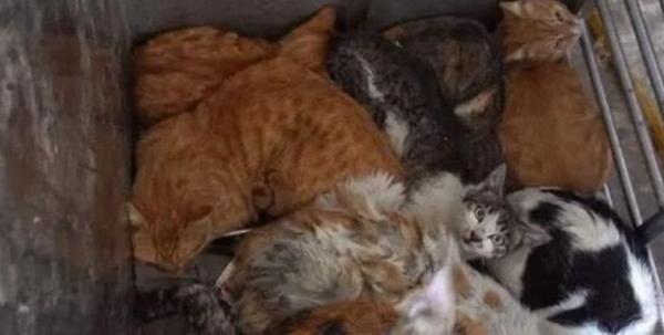野猫最新网站，科技与娱乐的交汇点探索