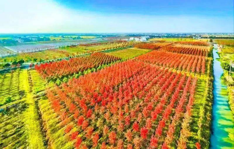 启程探索自然美景之旅，最新苗木招聘启事