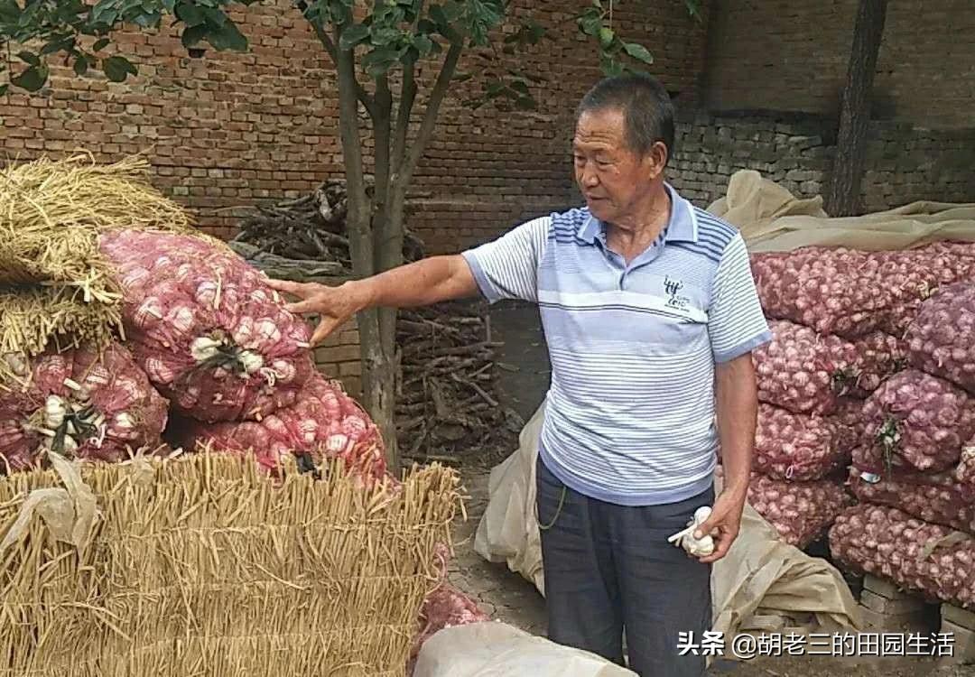 蒜的最新行情动态更新🌱