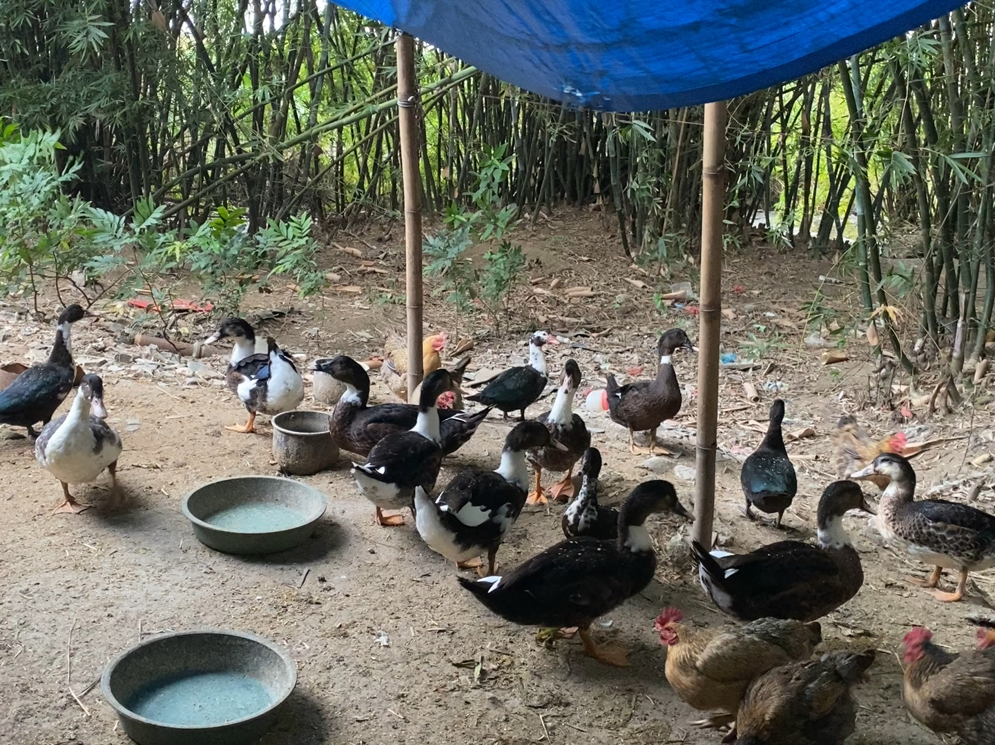 小红书揭秘，肉鸭最新价格大放送🦆