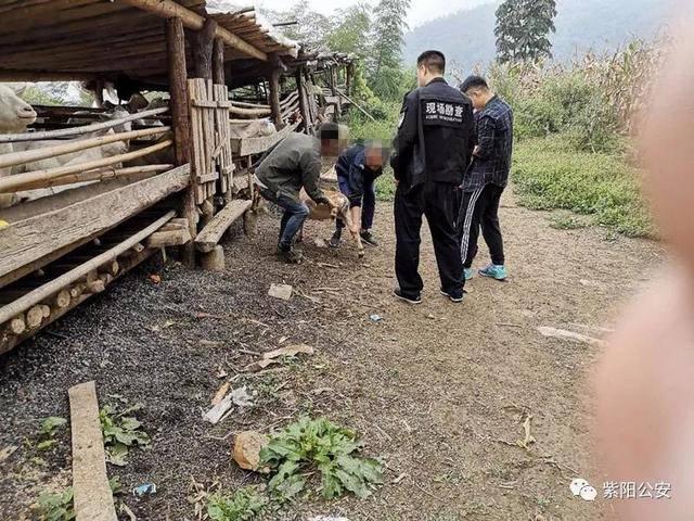 涉黄警示，探索小巷特色小店中的骟狗艺术需警惕
