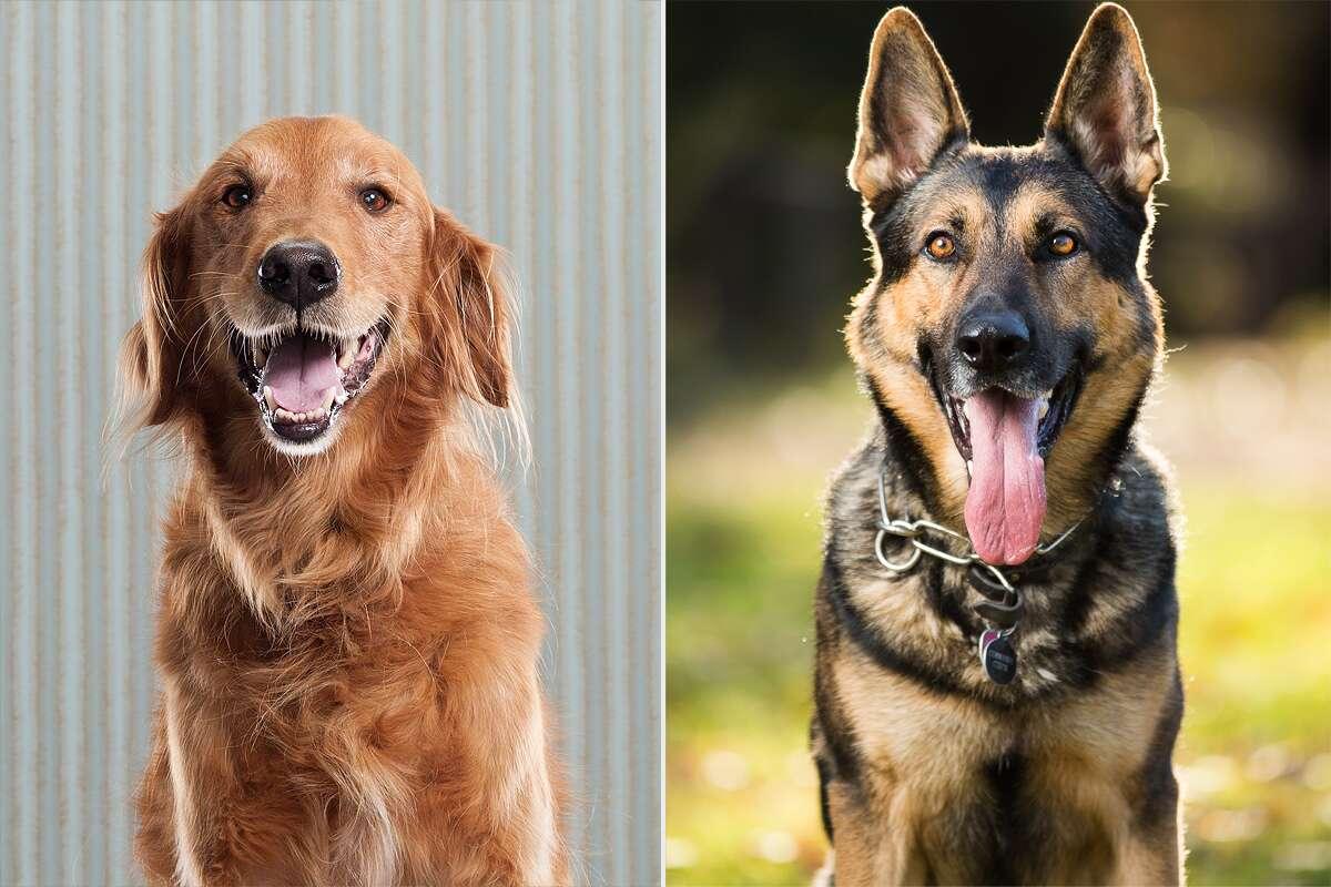最新斗牛犬，背景深度探究，时代影响与特定地位分析
