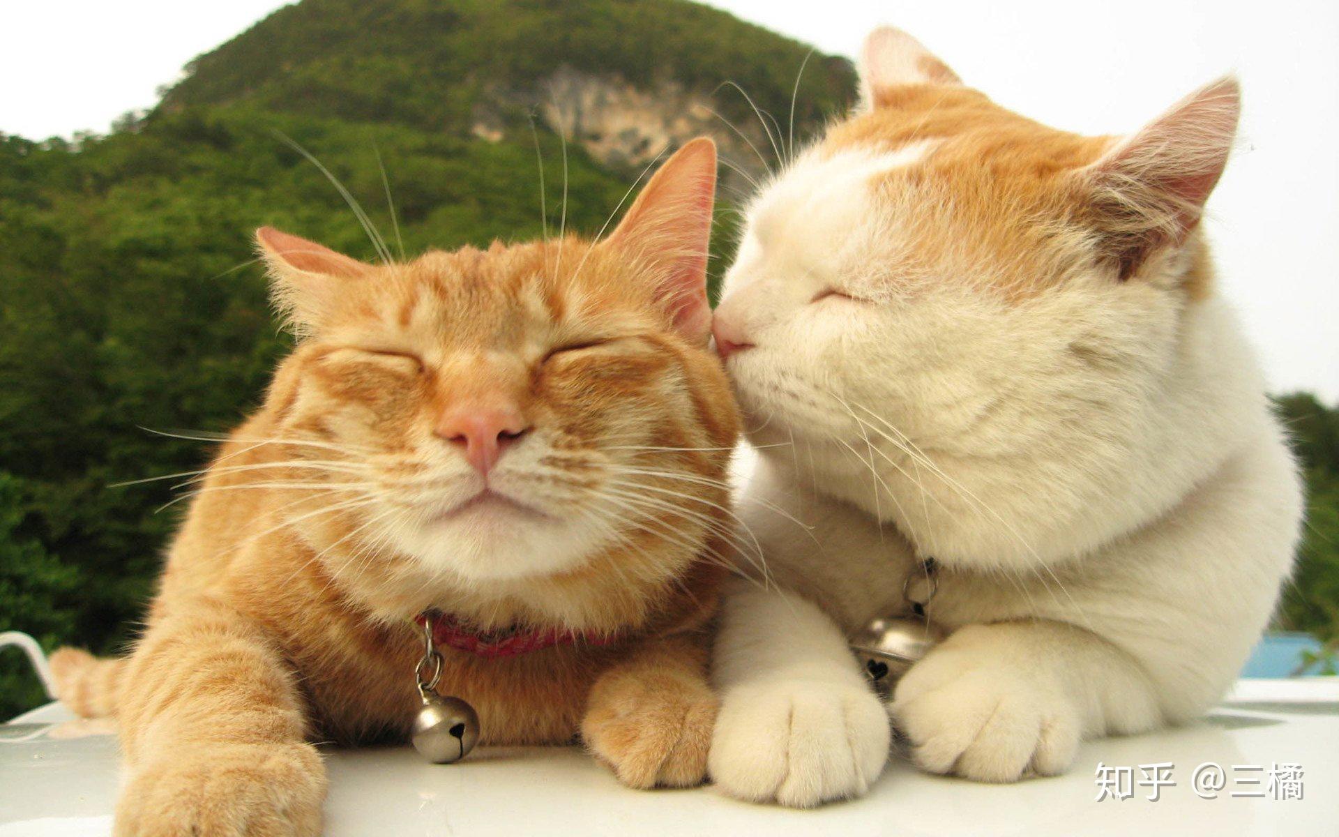 最新重磅橘猫，科普知识、观察技巧与养宠指南