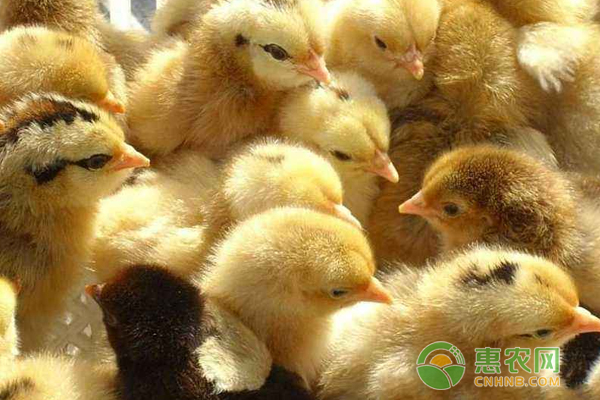 肉鸡苗最新价格，变化中的机遇与成长力量探索