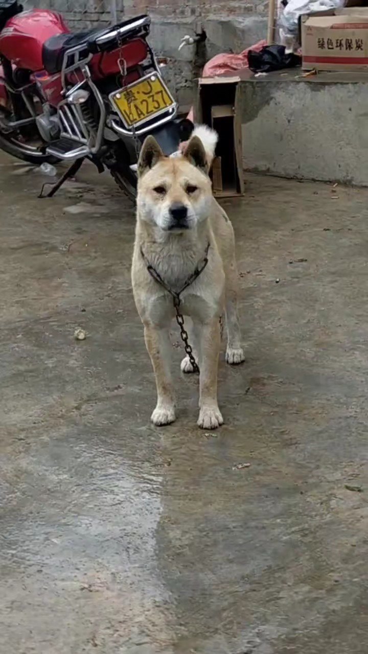 贵州土猎犬最新品种，科技与生活的完美融合探索