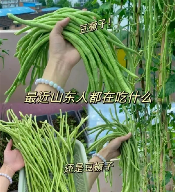 最新豇豆价格，时代变迁与市场的波动影响