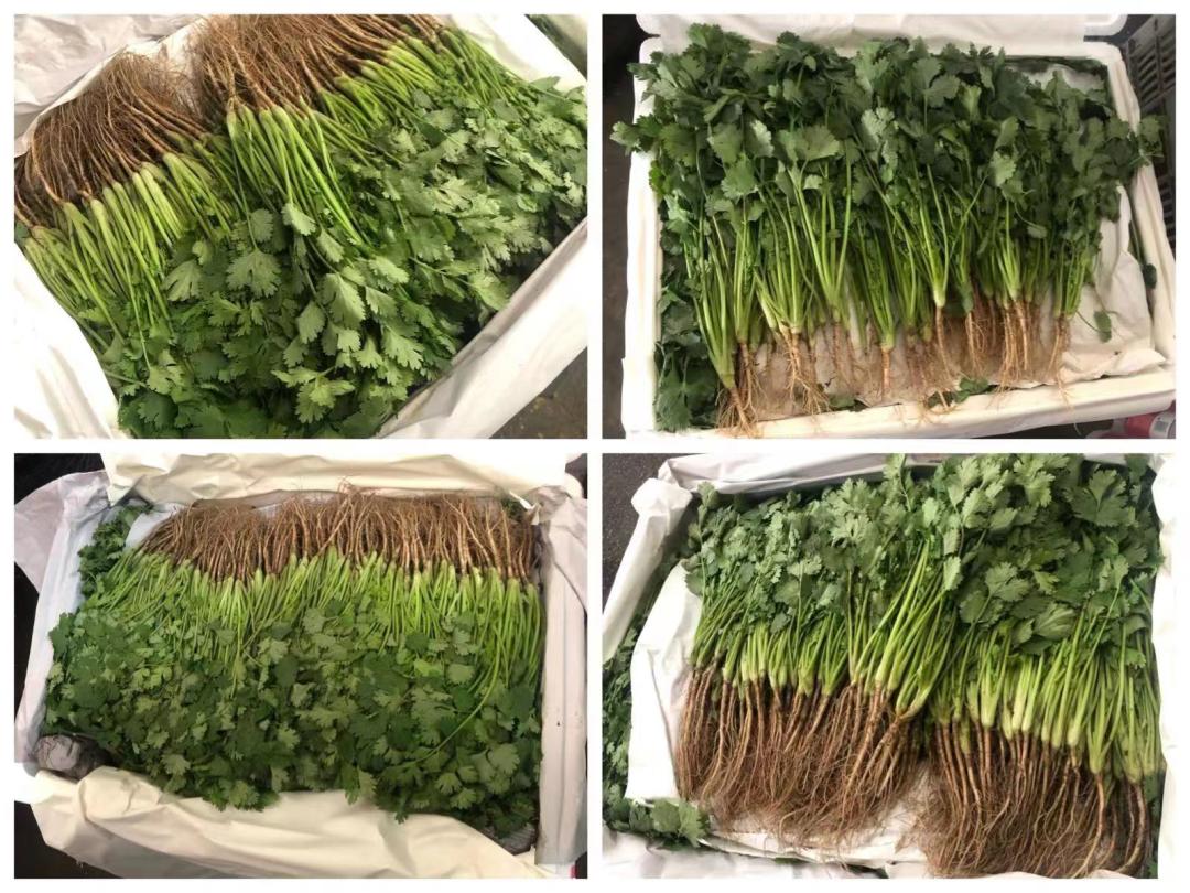 香菜价格