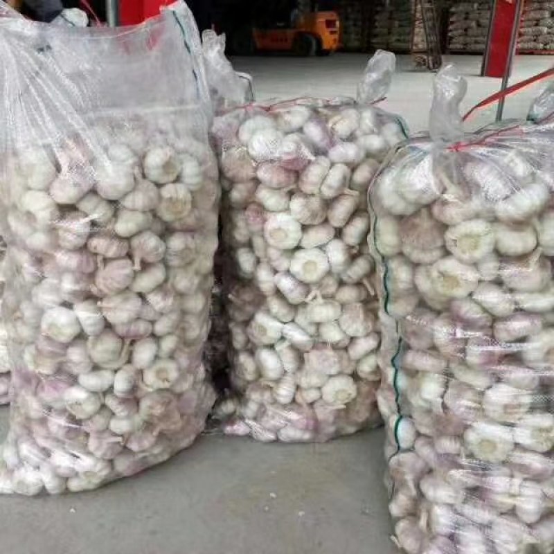 最新金乡大蒜价格走势，市场动态与影响因素深度解析