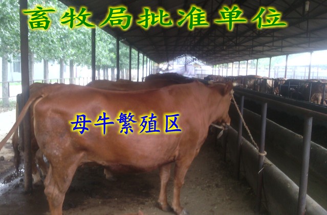 最新脏牧高科技产品详解