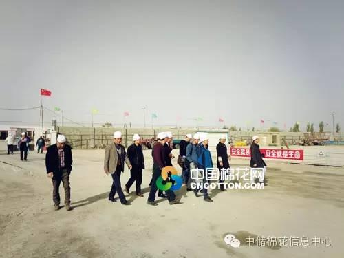 新疆皮棉最新价格，友情与棉花交织的温情故事