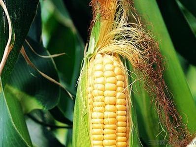 玉米须最新价格获取与理解步骤指南
