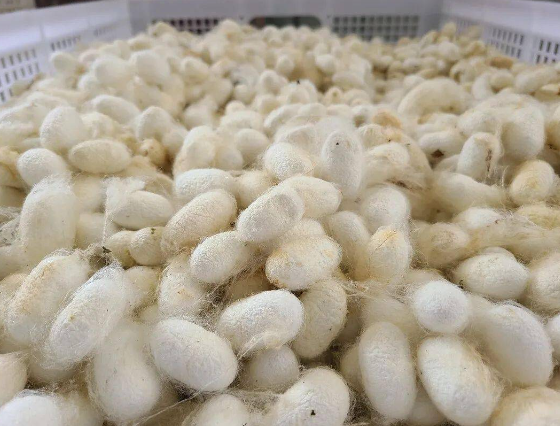 蚕茧最新价格查询指南，详细步骤与最新行情解析