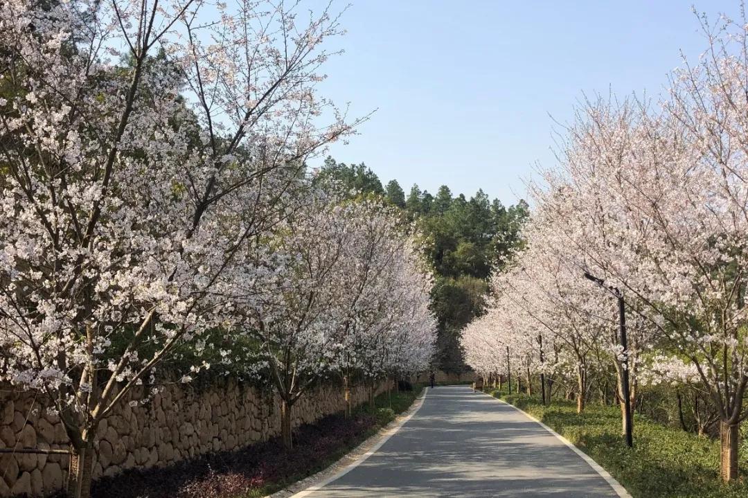 华为运动健康最新探索版，自然之旅与内心宁静的追寻