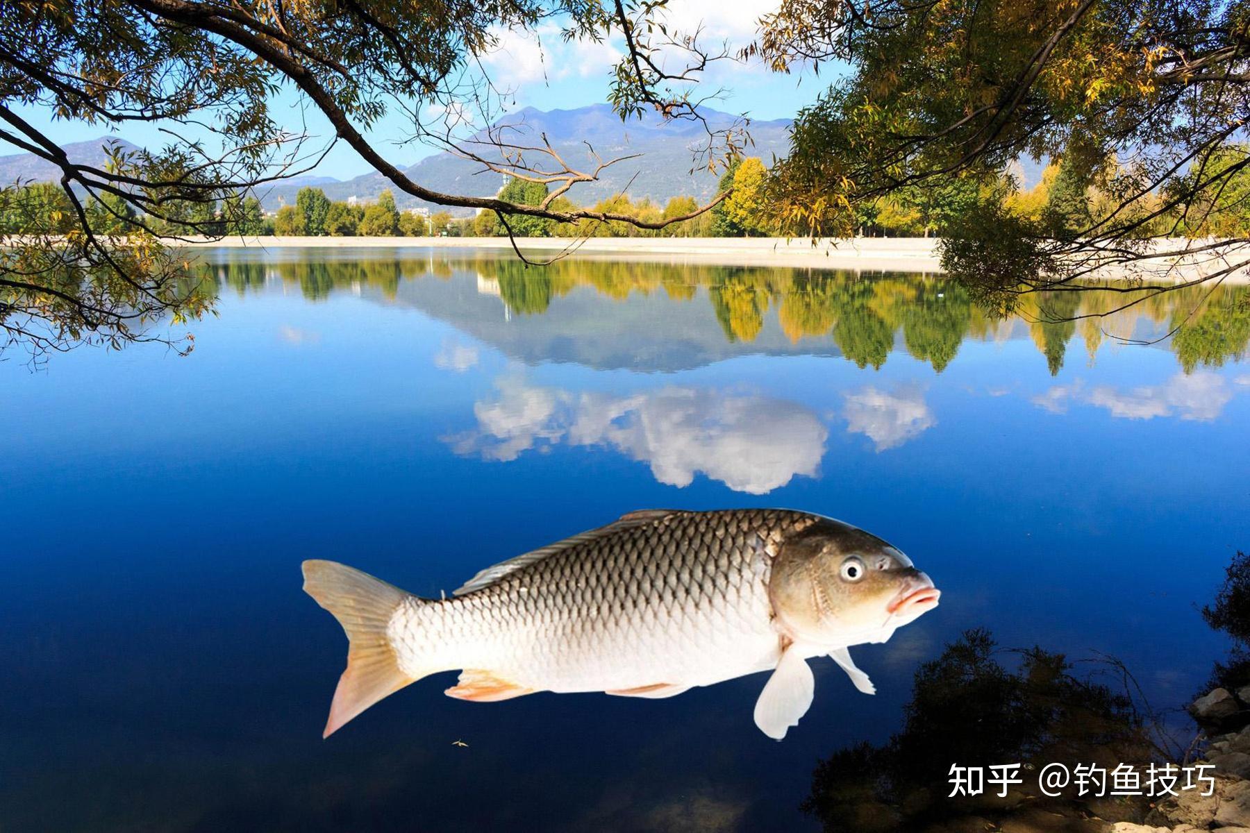 尾鱼最新作品，游向成功的彼岸，自信与成就感的启示