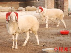 山西羊价格最新动态及行情分析